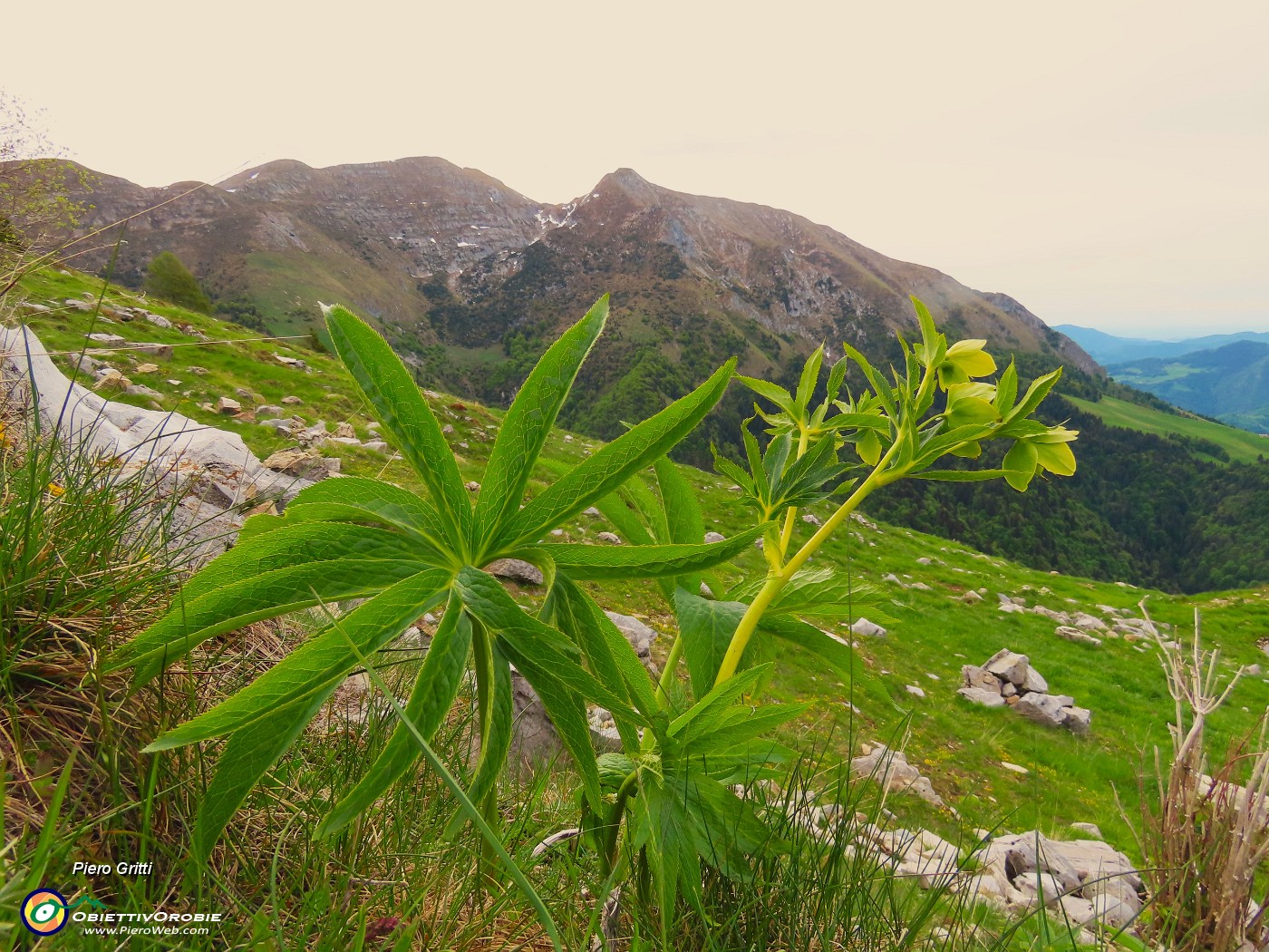 13 Helleborus viridis - Elleboro verde con vista in cime Foppazzi e Grem.JPG